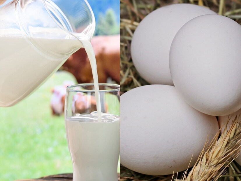 अंडं आणि दूध दोन्ही देणारा प्राणी कोणता हे अनेकांना माहिती नाही. असा प्राणी आहे यावरही अनेकांचा विश्वास बसत नसेल.