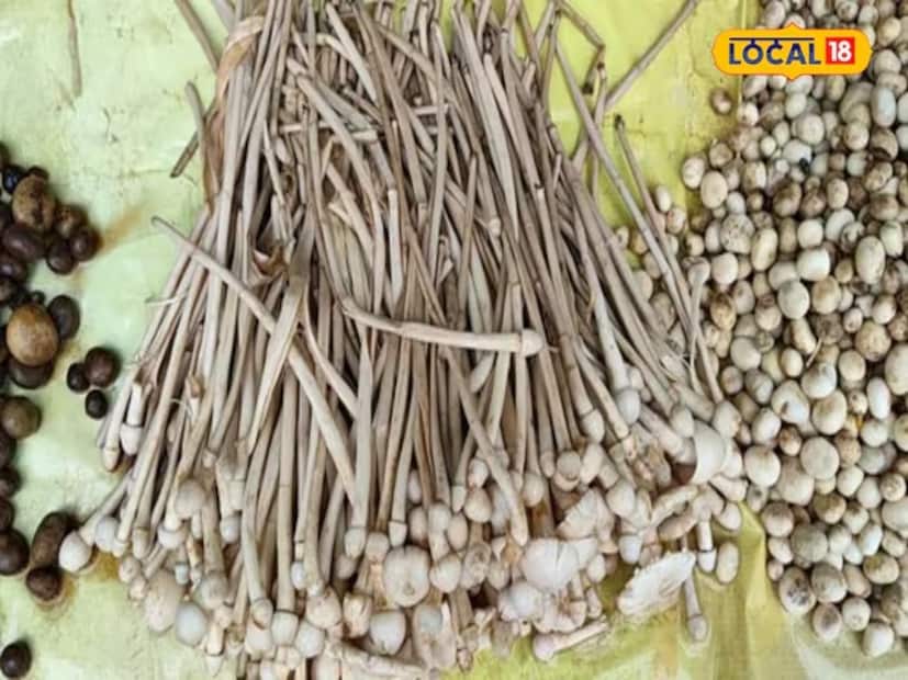 दरवर्षी मशरूममुळे अन्नातून विषबाधा झाल्याची अनेक प्रकरणे समोर येतात. जिथे जंगली मशरूम खाल्ल्यानंतर लोक आजारी पडतात. अशा परिस्थितीत, जंगली मशरूम टाळावा, असा सल्ला डॉक्टर देतात.