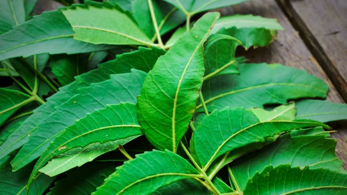 Neem Leaves 