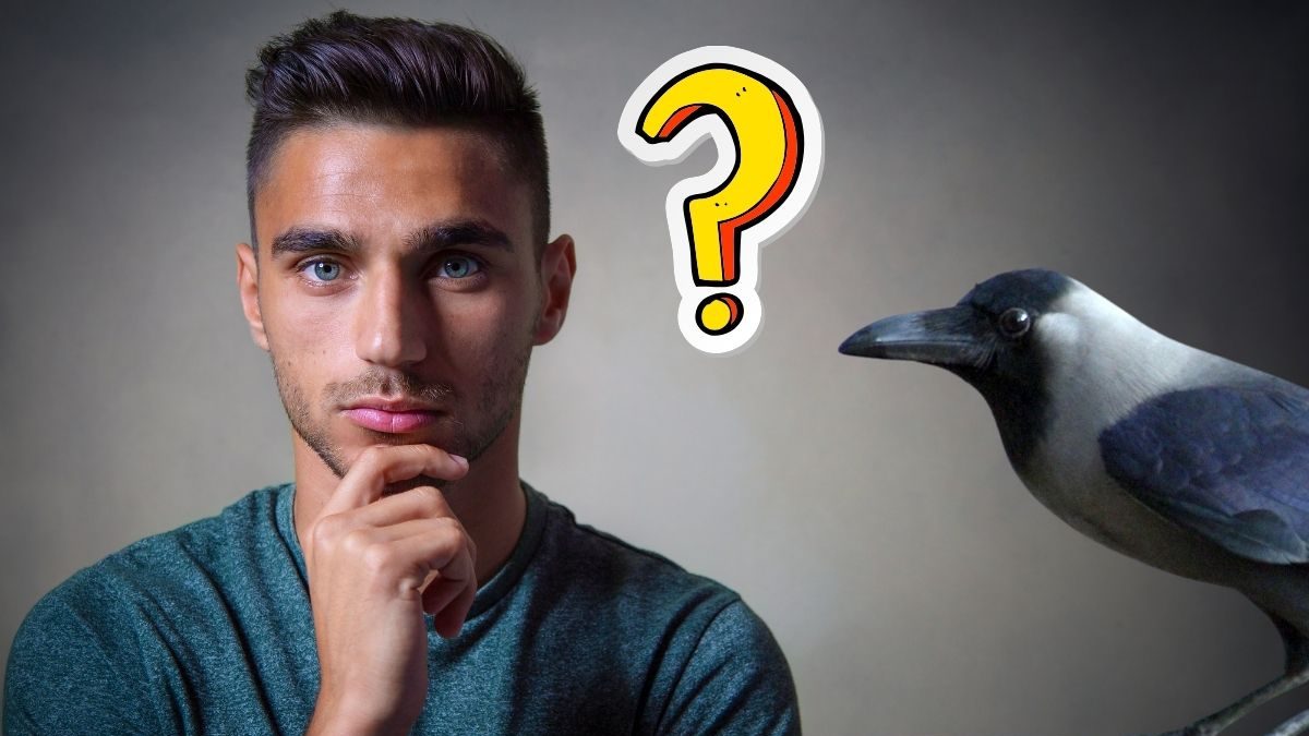 माणूस की कावळा कोण आहे जास्त हुशार? शास्त्रज्ञांचा धक्कादायक पुरावा ...