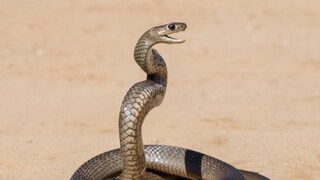 साप विषारी आहे की बिनविषारी, कसं ओळखायचं? ही ट्रिक वापरून पाहा वाचेल जीव