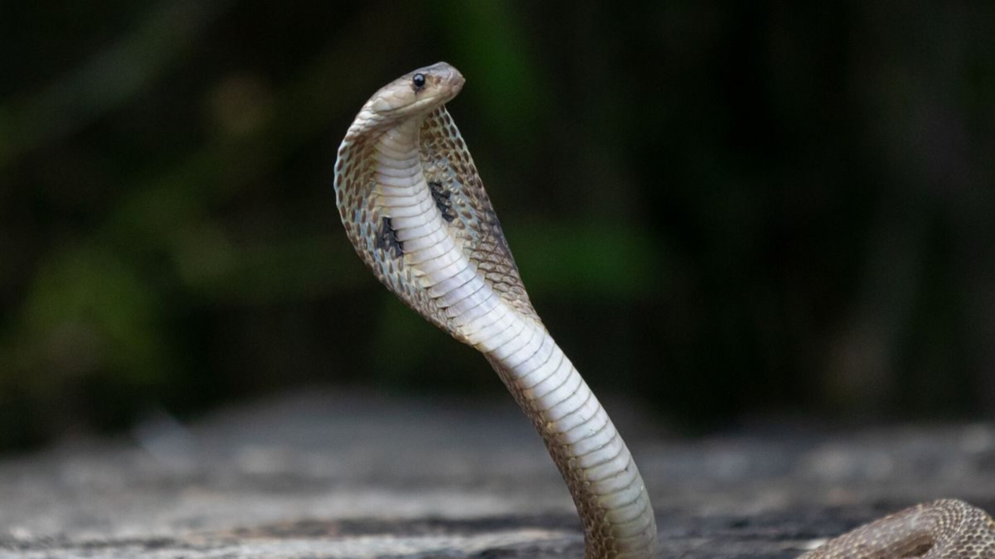 snake: घरात ठेवता येतं का सर्पदंशावरची औषधं? किती असते किंमत, खरंच उपयोग होतो का?