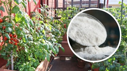 पावसाळ्यात ओलावा आणि कीडपासून करा रोपांचं संरक्षण, फक्त 10 रुपयांची पावडर ठरेल उपयुक्त पावसाळ्यात ओलावा आणि कीडपासून करा रोपांचं संरक्षण, फक्त 10 रुपयांची पावडर ठरेल उपयुक्त