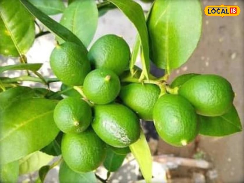  सूचना : इथं दिलेली माहिती तज्ज्ञांशी केलेल्या चर्चेवर आधारित आहे. तरी आपण आपल्या  कोणताही निर्णय घेण्यापूर्वी स्वतः डॉक्टरांचा सल्ला घ्यावा. कोणत्याही नुकसानासाठी न्यूज18 मराठी जबाबदार नसेल.