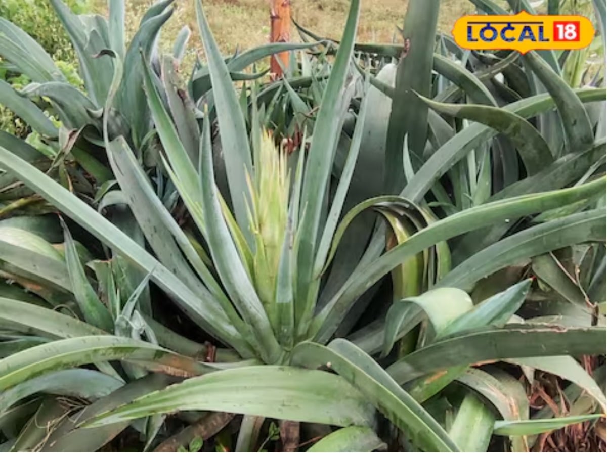 Agave benefits