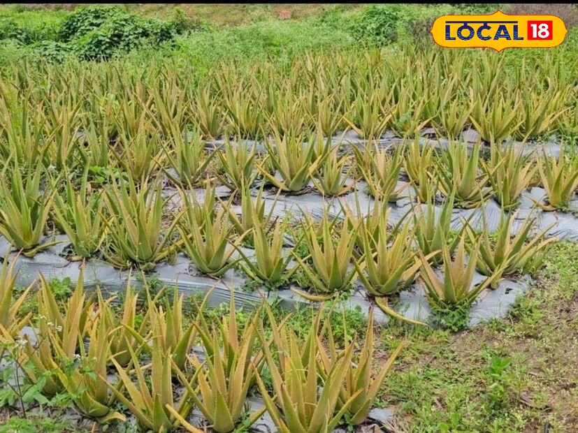 आधुनिक शेतीची कास धरून आजकाल अनेक शेतकरी लाखोंची उलाढाल करताना दिसतात. शिक्षण झालं की, नोकरीच्या मागे न लागता शेती करणं पसंत केल्याची आता अनेक उदाहरणं पाहायला मिळतात. 