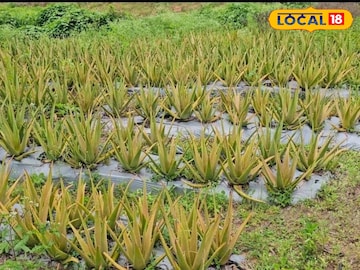 तरुणानं नोकरी सोडली अन् शेतात लावलं कोरफड, आता करतोय कोट्यवधींची उलाढाल तरुणानं नोकरी सोडली अन् शेतात लावलं कोरफड, आता करतोय कोट्यवधींची उलाढाल