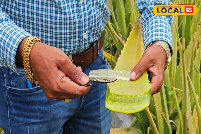 कोरफडला आंतराष्ट्रीय स्तरावर मागणी आहे. शिवाय कोरफडच्या विविध पदार्थांना मोठ्या प्रमाणात देशांतर्गत मागणी असल्यानं ऋषिकेश यांना या लागवडीतून चांगलाच फायदा झाला. फक्त कोरफडमधून त्यांची वर्षाला लाखोंची नाही तर, तब्बल कोट्यवधींची उलाढाल आहे. कोरफड लागवडीतून आणि त्यातून बनवलेल्या उत्पादनांमधून त्यांचं वार्षिक उत्पन्न आहे कोट्यवधी.