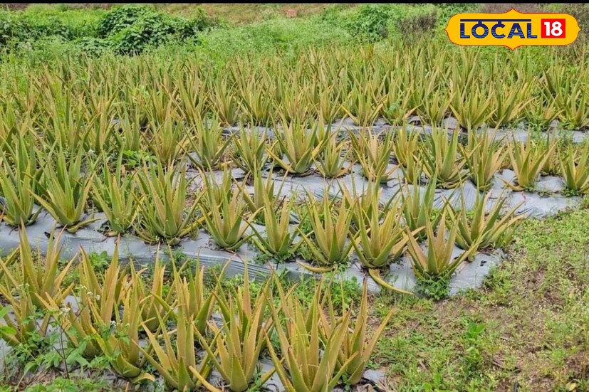 जिद्द आणि शेतात 18 तास मेहनत करून ऋषिकेश आणि त्यांच्या कुटुंबियांनी ही आर्थिक प्रगती गाठली. त्यांची मार्केटिंग टीम, मित्र आणि 20 हून अधिक शेतमजुरांमुळे आर्थिक स्थिती सुधारल्याचं त्यांनी सांगितलं. दरम्यान, जगभरात सध्या आयुर्वेदिक आणि शाश्वत वस्तू वापरण्यावर बहुतांश जणांचा भर असल्याचं दिसून येतं. त्वचेसह शरिराच्या अनेक आजारांवर रामबाण मानल्या जाणाऱ्या कोरफडची भारतासह परदेशात सर्रास विक्री होते.