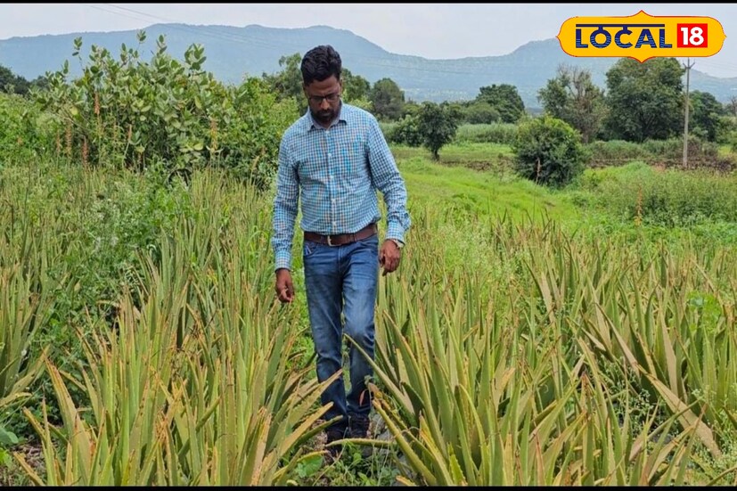 सातारच्या पाडळी गावातील एका तरुण शेतकऱ्यानं कंपनीची नोकरी सोडून आपल्या 3 एकर शेतात कोरफडची लागवड केली. ऋषिकेश ढाणे असं या प्रगतशील शेतकऱ्याचं नाव.