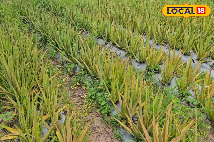 कोरफडचं महत्त्व लक्षात घेऊन त्याची लागवड करण्याची कल्पना तशी धाडसाचीच होती, मात्र ऋषिकेश आणि त्यांच्या कुटुंबियांनी आपल्या शेतात व 13 एकर शेताच्या बांधावर कोरफडची लागवड केली. ऋषिकेश यांनी नोकरी सोडून घेतलेल्या या निर्णयाला अनेकजणांनी विरोध केला, परंतु ते मात्र आपल्या निर्णयावर ठाम होते. आज ते इतर शेतकऱ्यांसाठी आदर्श ठरले आहेत.