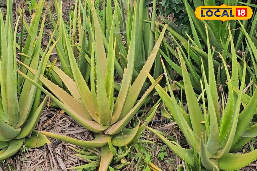 कौटुंबिक परिस्थिती बेताची असल्यानं वयाच्या विसाव्या वर्षी ऋषिकेशनं मार्केटिंग कंपनीत नोकरी केली. परंतु त्यात त्यांचं मन रमलं नाही. मग आपल्या गावी परतून शेती करण्याचा निर्णय त्यांनी घेतला. 2007 मध्ये जेव्हा गावातील लोकांनी कोरफड टाकून दिले तेव्हा ऋषिकेश यांनी त्याच 4000 रोपांची लागवड केली. त्यापासून त्यांनी साबण, शॅम्पू, ज्यूस अशी वेगवेगळी उत्पादनं तयार करण्यास सुरूवात केली. त्यांची ही कल्पना इतर शेतकऱ्यांसाठी खरोखर प्रेरणादायी आहे.