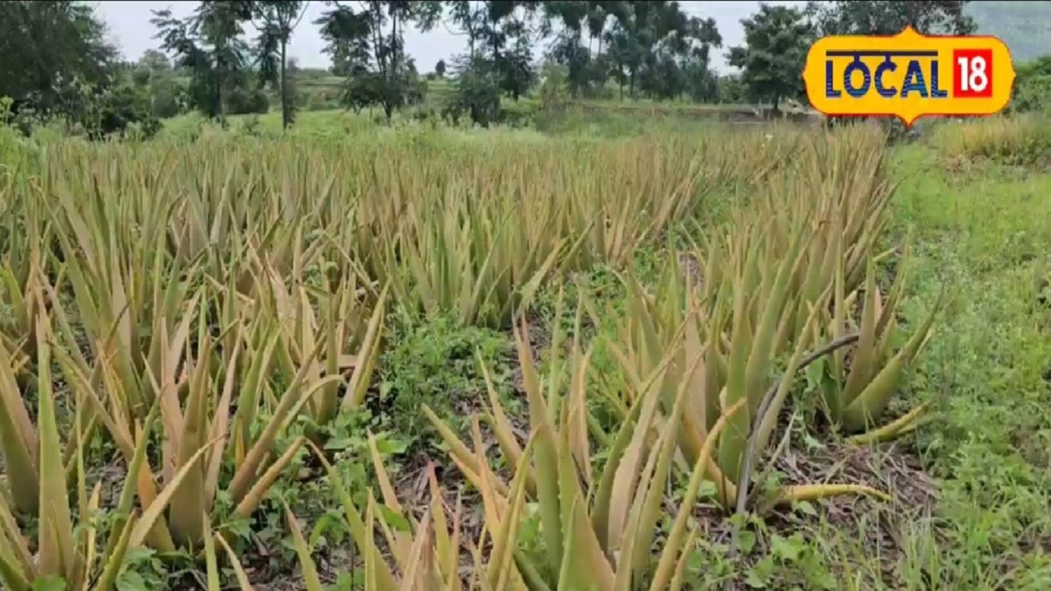 सातारकरांचा नादच नाही! दुसऱ्यांनी फेकलेली रोपं आणून लावली, आज तरुण कोट्याधीश