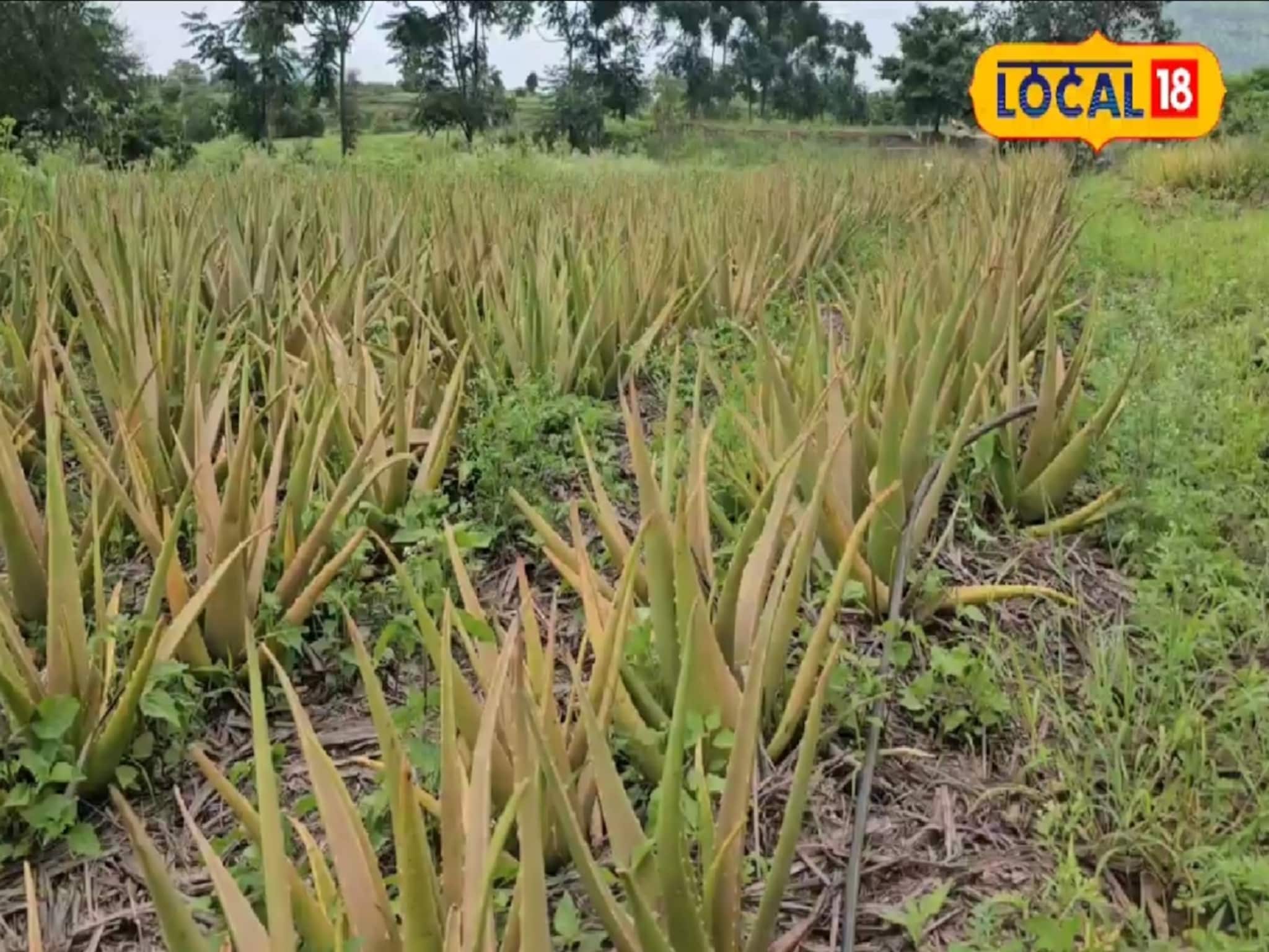 सातारकरांचा नादच नाही! दुसऱ्यांनी फेकलेली रोपं आणून लावली, आज तरुण कोट्याधीश