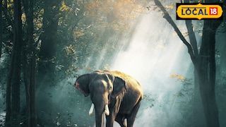 गरोदरपणात हत्ती स्वप्नात दिसला तर...? गरोदरपणात हत्ती स्वप्नात दिसला तर...?