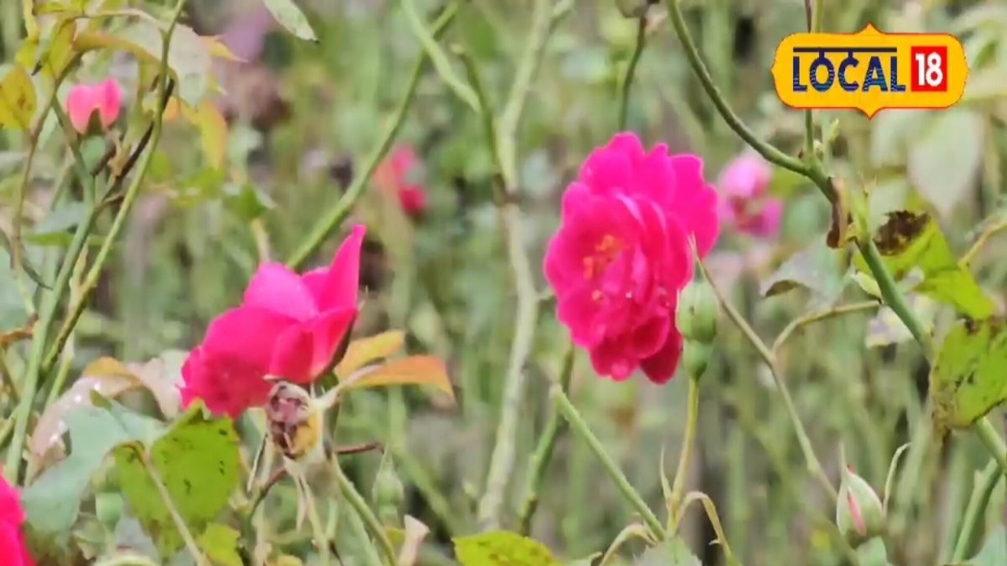 पारंपारिक पिकाला फाटा, गुलाबाची शेती करुन साताऱ्याच्या शेतकऱ्याची कमाल, वर्षाला लाखो रुपयांचं उत्पन्न