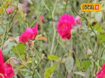 गुलाबाची