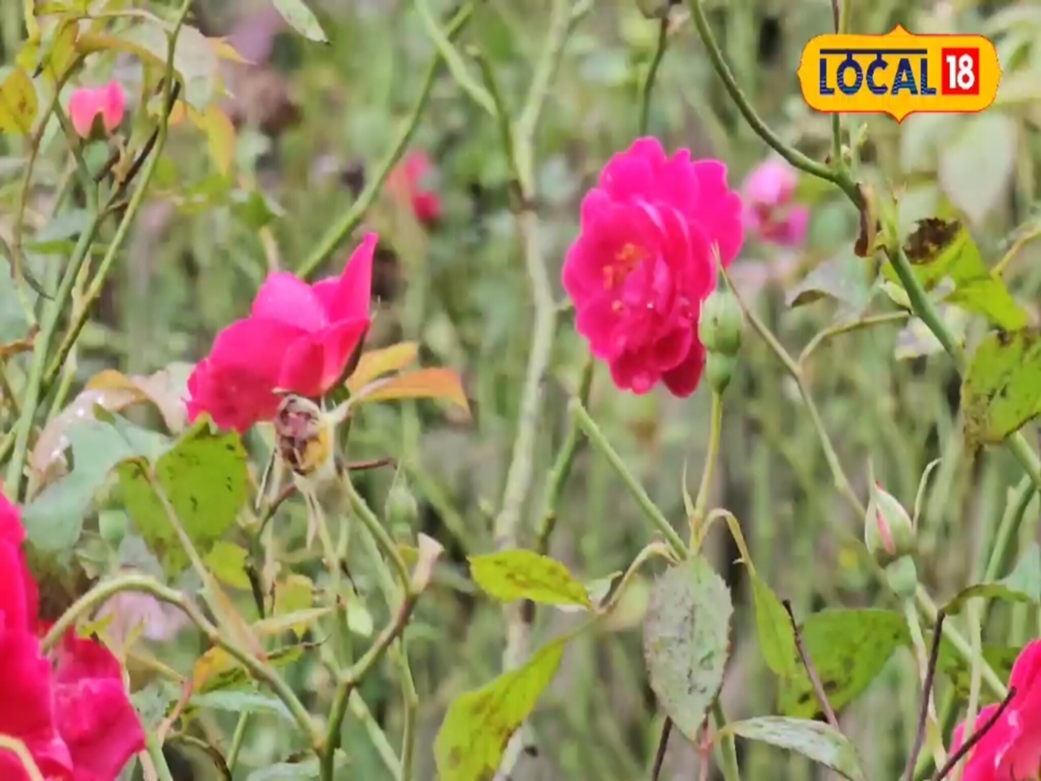 पारंपारिक पिकाला फाटा, गुलाबाची शेती करुन साताऱ्याच्या शेतकऱ्याची कमाल, वर्षाला लाखो रुपयांचं उत्पन्न