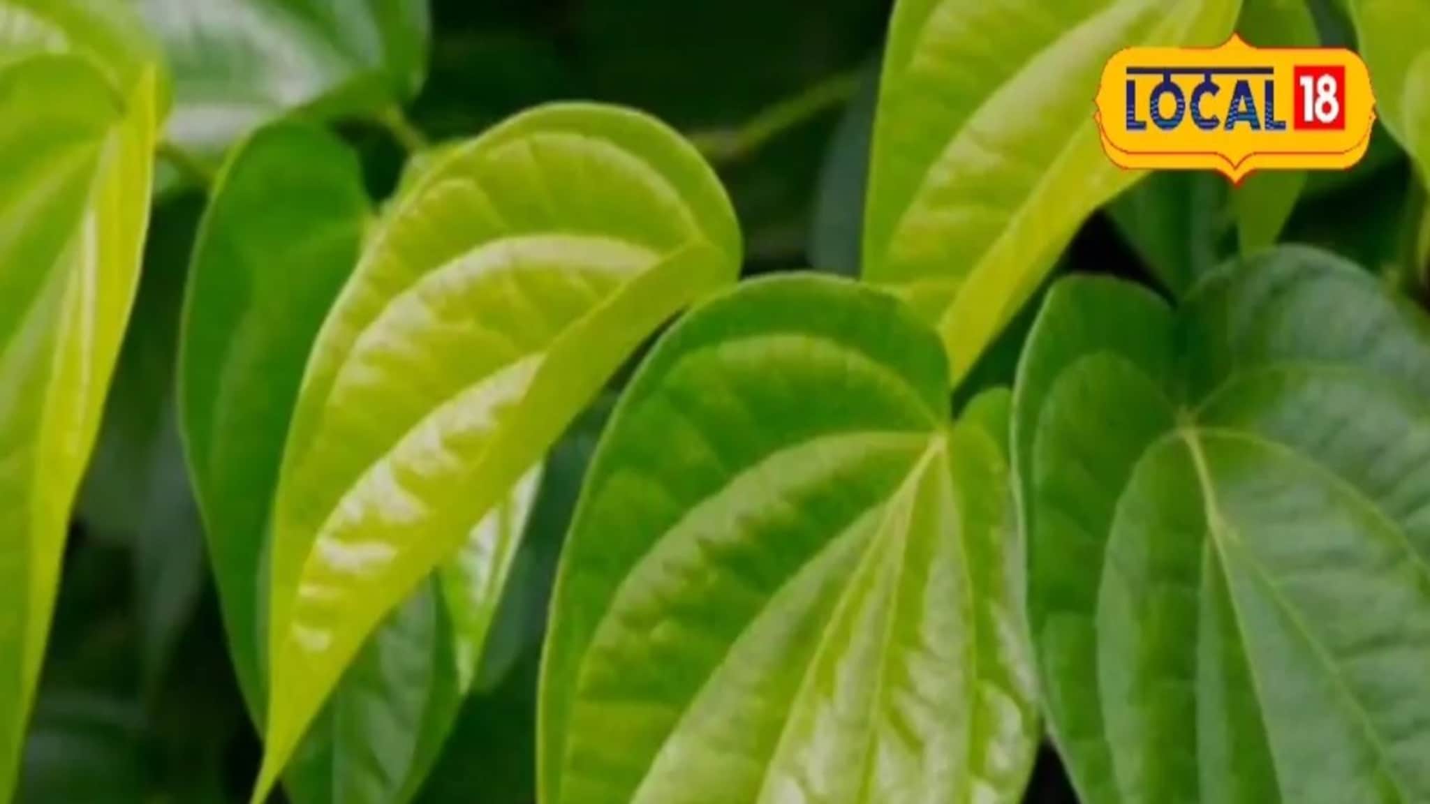 सर्दी, खोकल्यानं झालात हैराण?, नागवेलीचं पान आहे रामबाण उपाय, अनेक समस्यांवर फायदेशीर