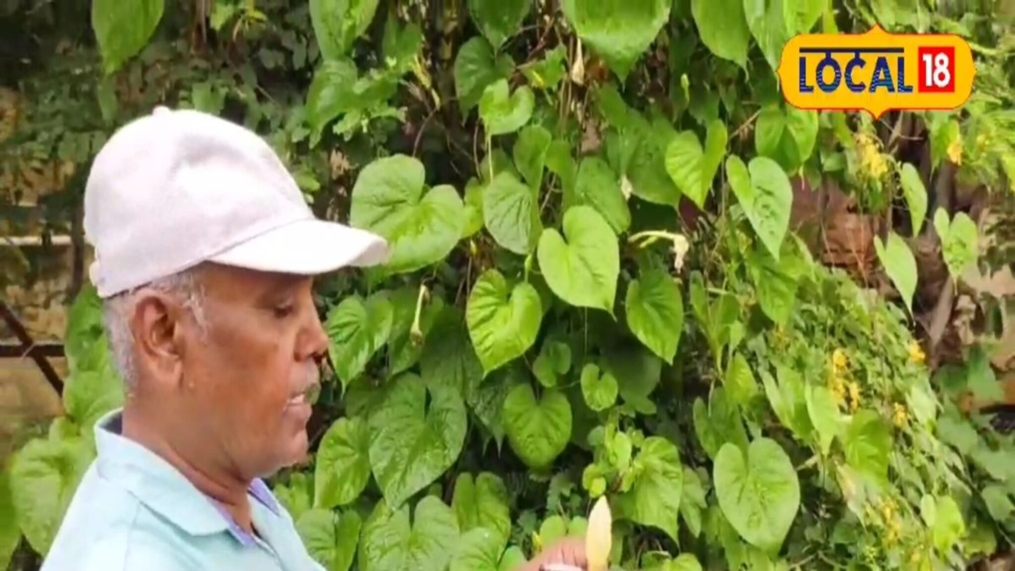 साताऱ्यातील 150 शेतकरी राबवतायेत "रानभाज्या घरपोच सुविधा" हा अनोखा उपक्रम, काय आहे यामागची संकल्पना?