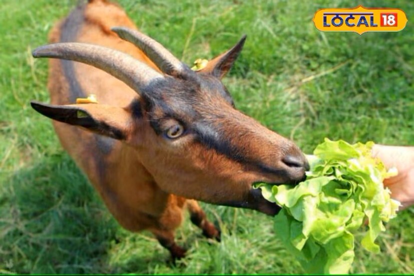 जर तुम्ही पशुपालक असाल तर शेळीपालन करत असाल तर पावसाळ्यात काही गोष्टींची काळजी घेणे खूप गरजेचे आहे. अन्यथा तुमच्या शेळीचे नुकसान होऊ शकते. 