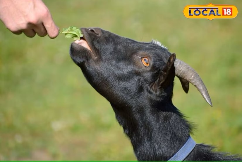 चारा न खाऊ घातल्याने शेळीच्या आरोग्यास अनेक समस्या निर्माण होतात. दुधाचे प्रमाण, तसेच त्याचा दर्जाही कमी होऊ शकतो.