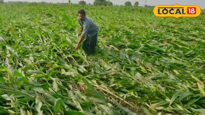 मुसळधार पावसामुळे खरिपाच्या पिकांना धोका