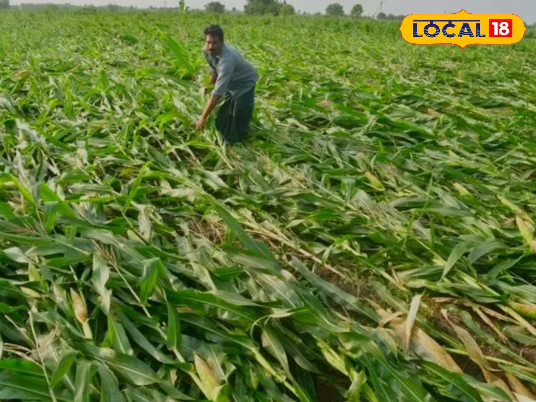 Satara News : अतिवृष्टीमुळे चारा पिकाचे नुकसान, कोरेगावातील बळीराजा हवालदिल, धक्कादायक परिस्थिती