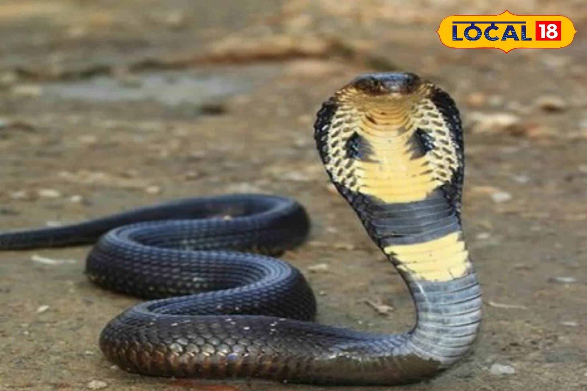 सर्पमित्रांनी सांगितलं, सापांना दूध पाजणं योग्य कि अयोग्य?, महत्त्वाची माहिती..