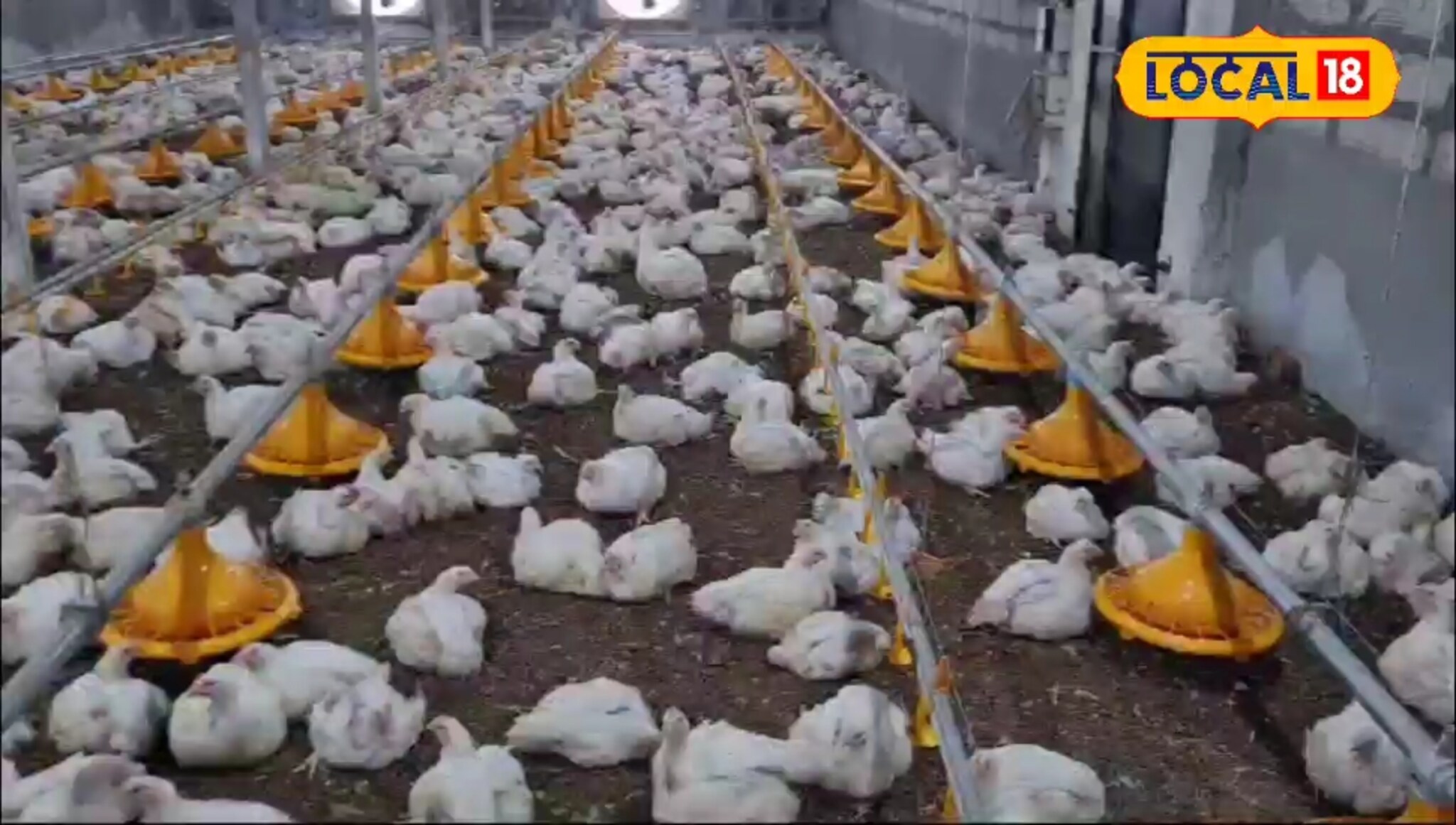 दुष्काळी माणमध्ये AC पोल्ट्री फार्म, दोन भाऊ मिळून करतायत लाखोंची कमाई