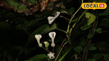 विशाळगडावरील