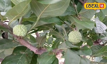 सोलापुरातील