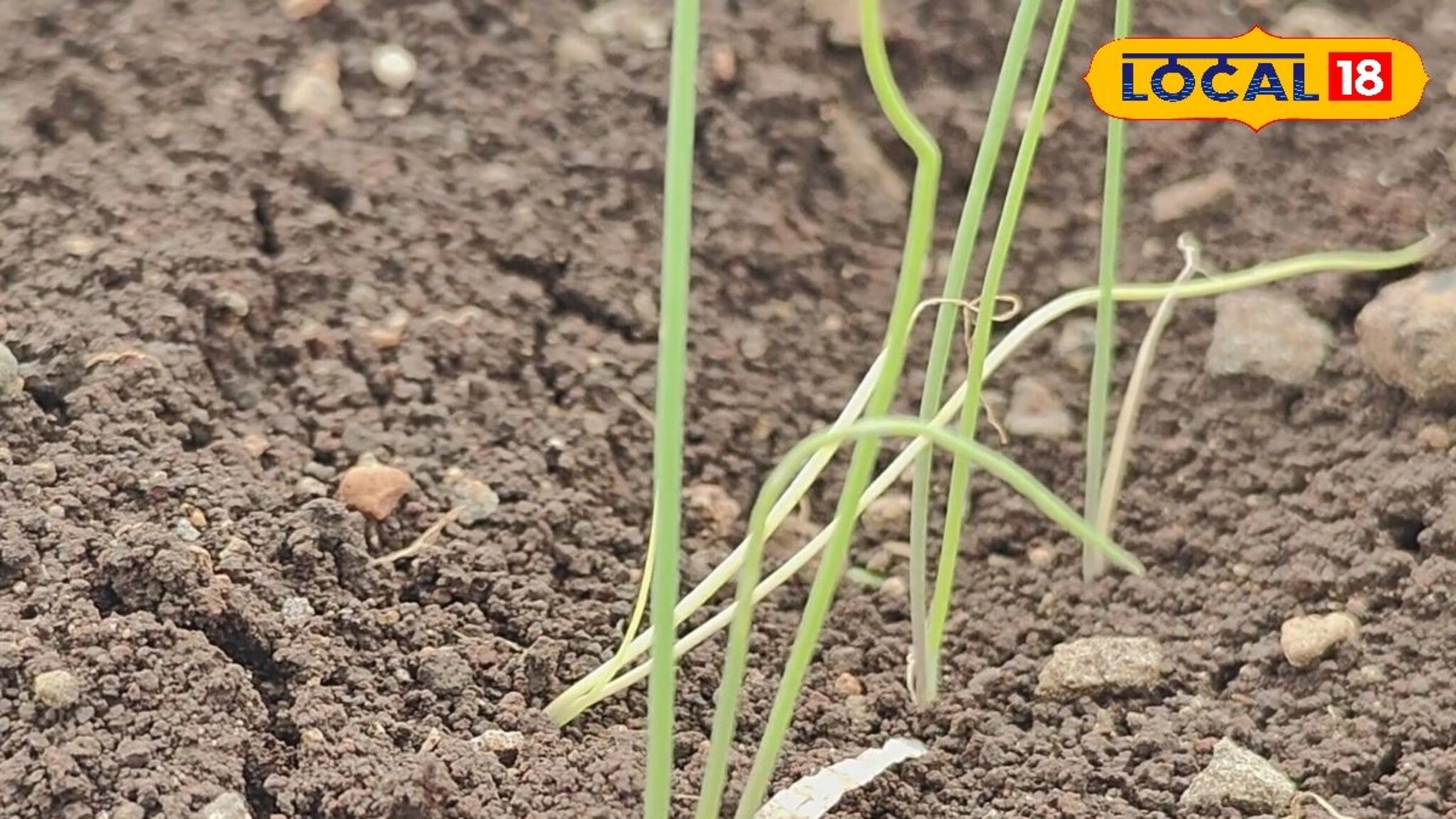 onion farming : कांद्यावर बुरशीजन्य रोगांचा प्रादुर्भाव, पीक कसं वाचवाल?, महत्त्वाची माहिती