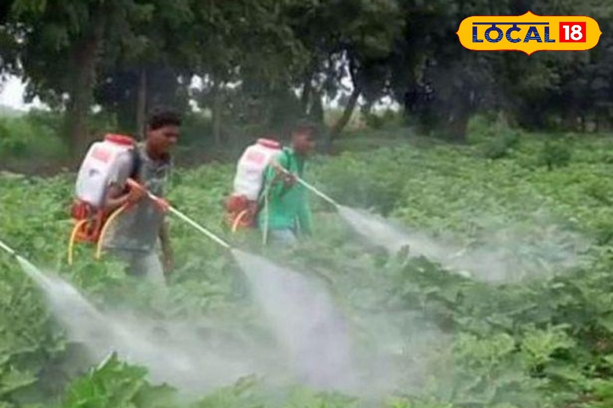 किसानों को 100 प्रतिशत अनुदान पर मिले बैटरी स्प्रे पंप, करें आवेदन! किसानों को 100 प्रतिशत अनुदान पर मिले बैटरी स्प्रे पंप, करें आवेदन!