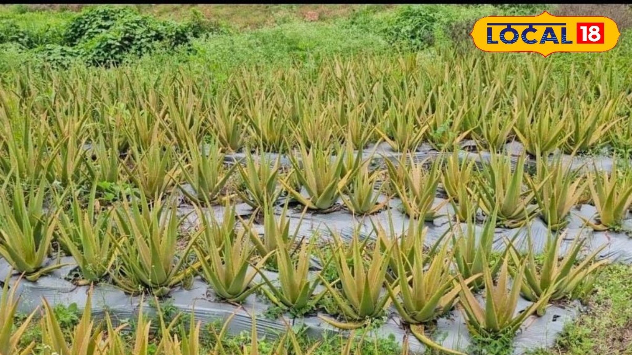 तरुणानं नोकरी सोडली अन् शेतात लावलं कोरफड, आता करतोय कोट्यवधींची उलाढाल