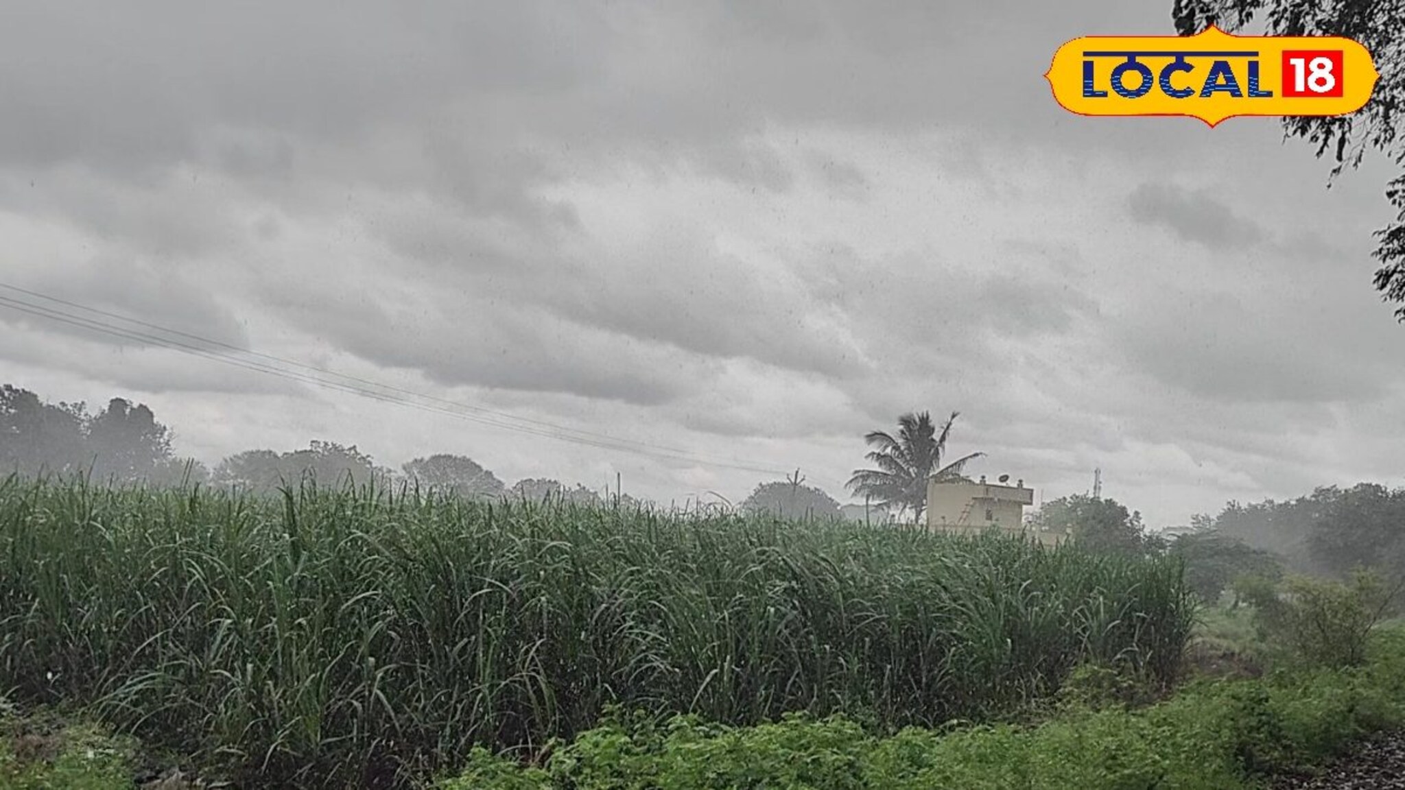 धाराशिवमध्ये जोरदार पाऊस, शेतकऱ्यांना दिलासा, पण नव्या संकटाची भीती, Video