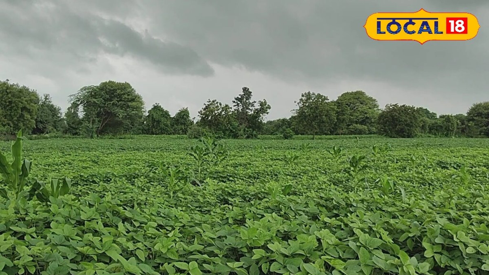 अतिवृष्टीने पिकांचे नुकसान झालंय?, मग 72 तासांच्या आतच विमा कंपनीकडे करा तक्रार, VIDEO