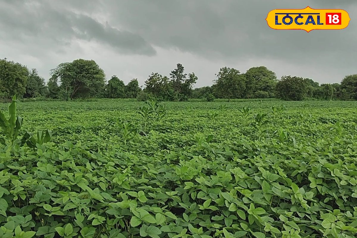 भारी बारिश से फसलों को हुआ नुकसान? तो 72 घंटे के अंदर बीमा कंपनी से करें शिकायत, वीडियो भारी बारिश से फसलों को हुआ नुकसान? तो 72 घंटे के अंदर बीमा कंपनी से करें शिकायत, वीडियो