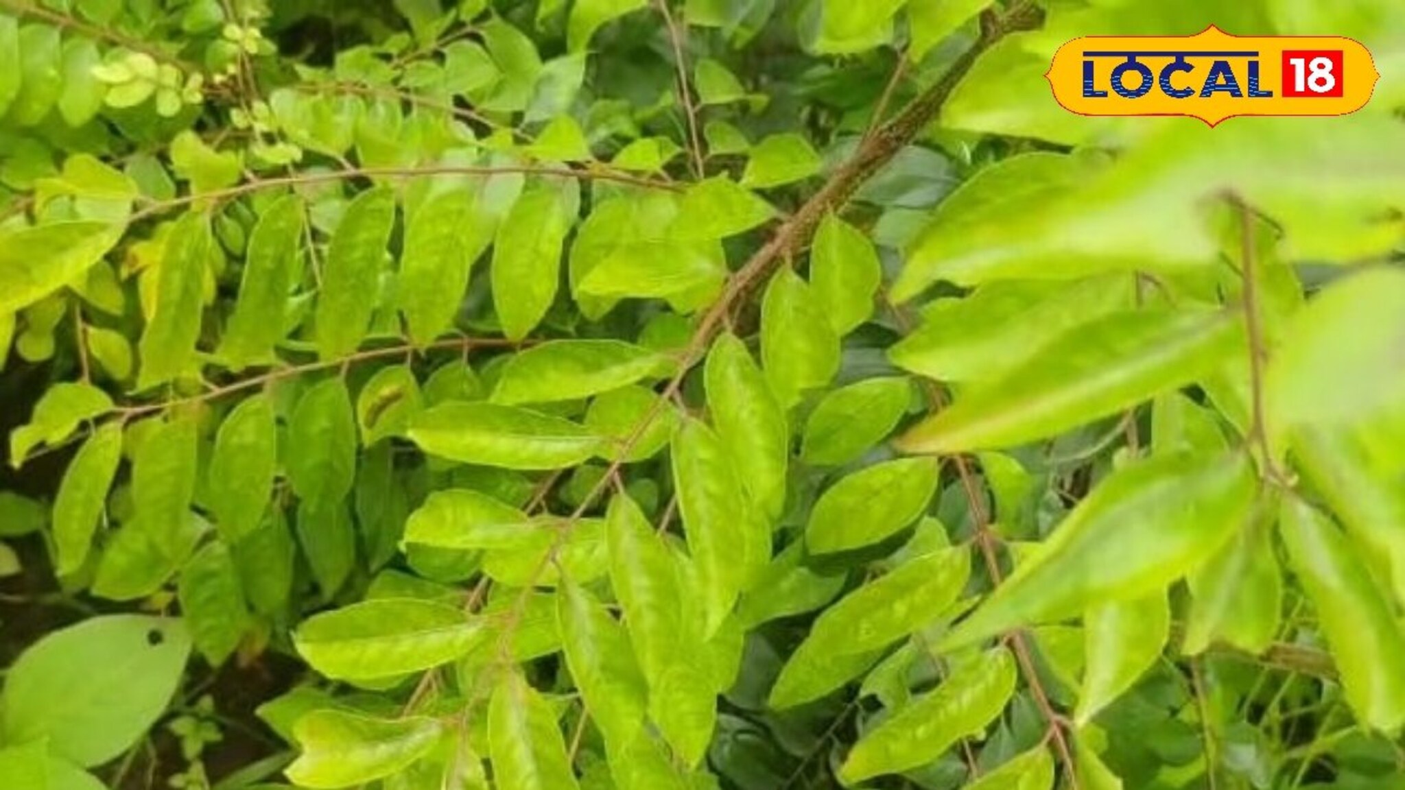 साताऱ्यातील कढीपत्त्याला परदेशात मागणी, शेतकरी करतोय लाखोंची कमाई