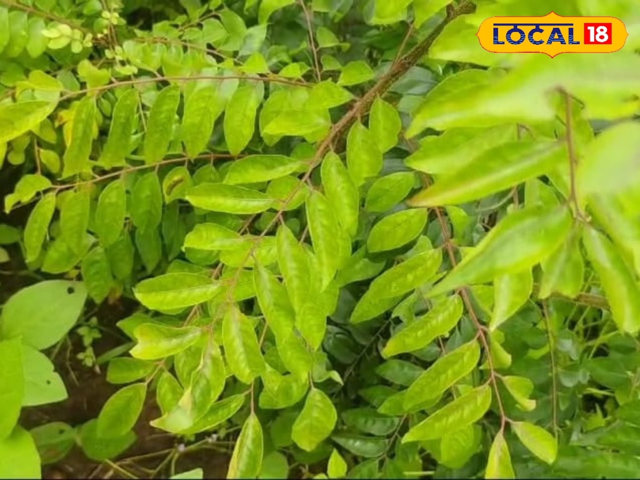 साताऱ्यातील कढीपत्त्याला परदेशात मागणी, शेतकरी करतोय लाखोंची कमाई