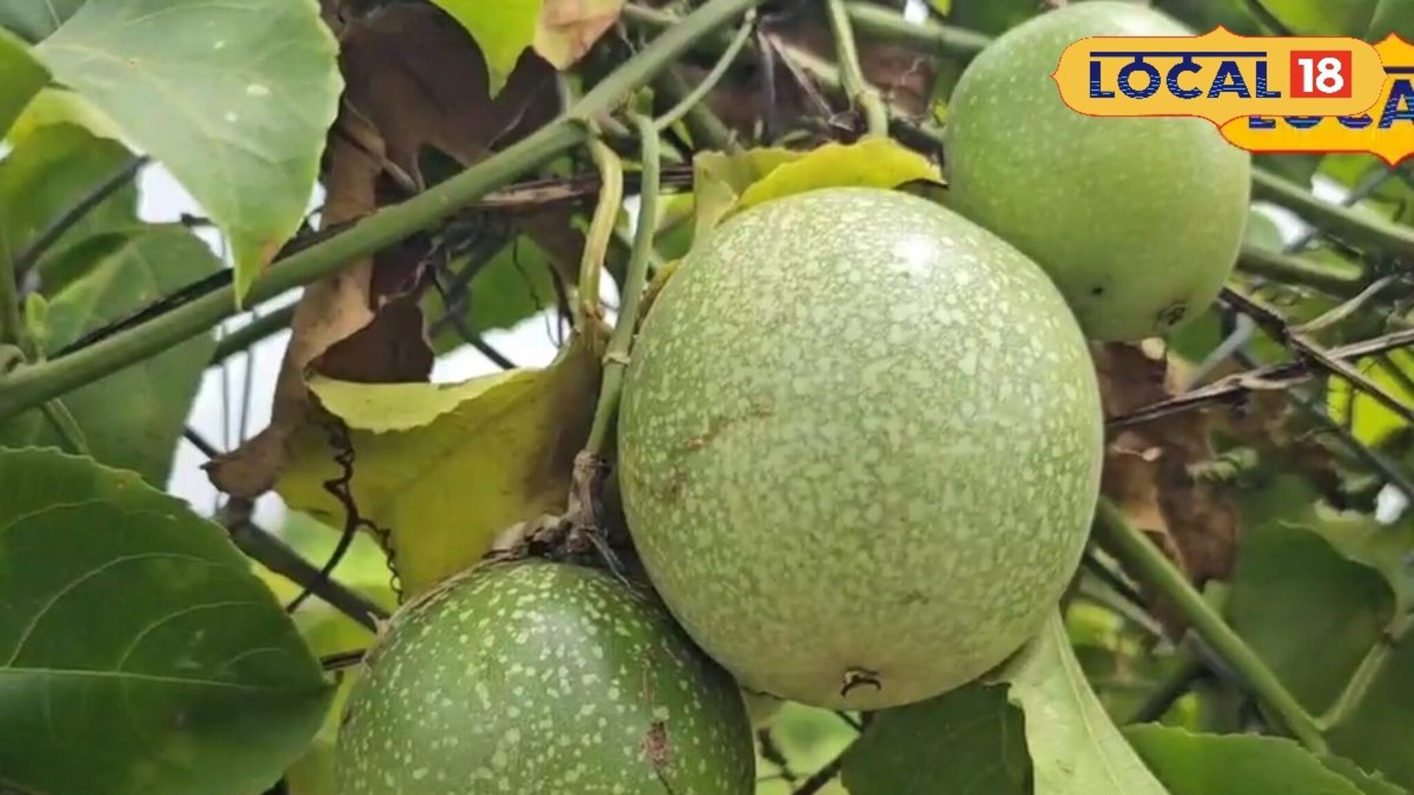 साताऱ्यातील शेतकऱ्याने यशस्वी केला पॅशन फ्रुट शेतीचा प्रयोग, आता 3 लाखांहून अधिक कमाई