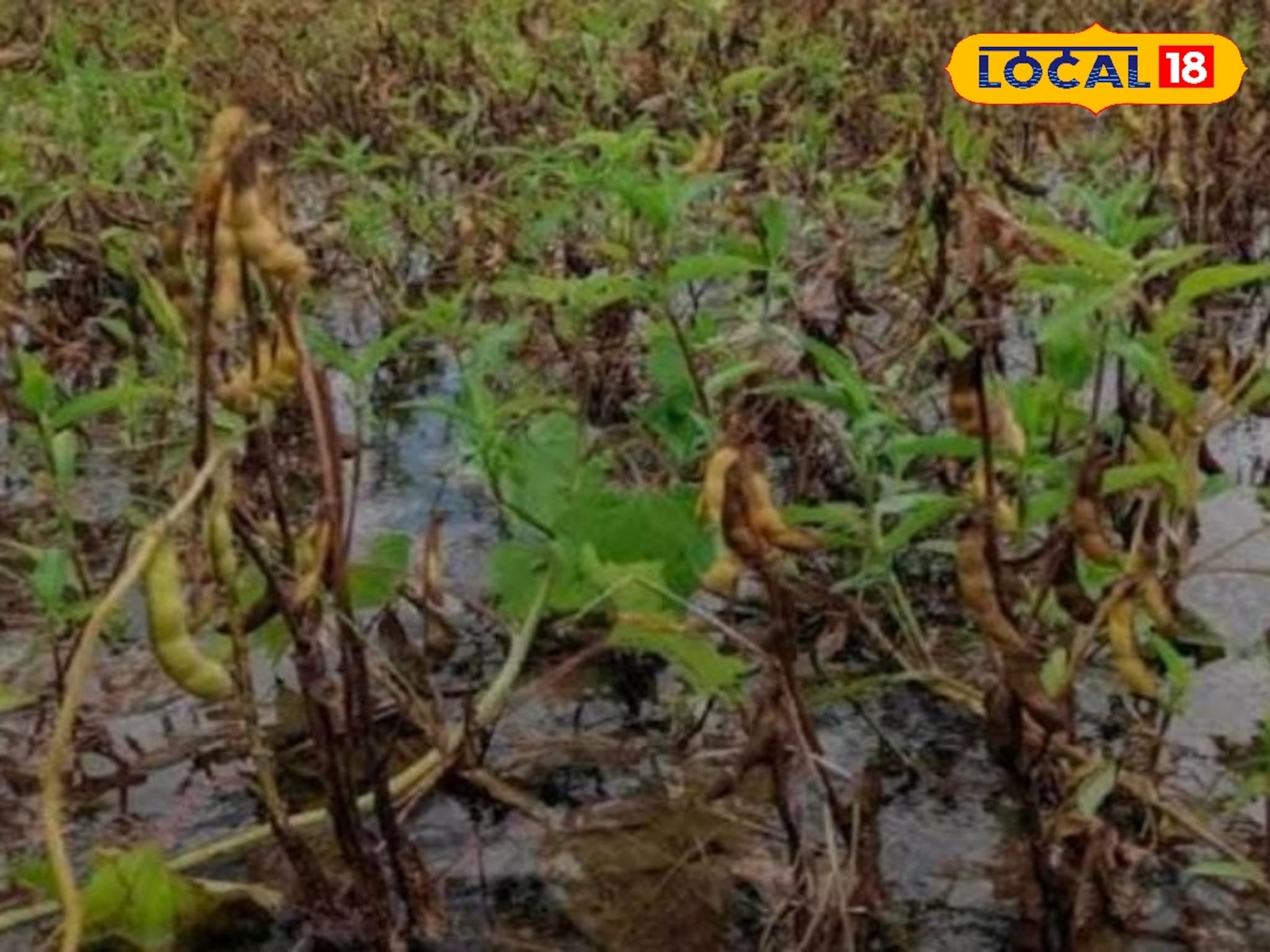 31 ऑगस्टला होणार वादळी पाऊस, शेतकऱ्यांनी कोणत्या उपाययोजना कराव्यात, महत्त्वाचा सल्ला, VIDEO