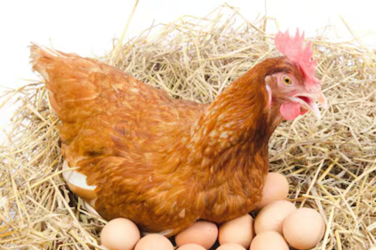 पहले मुर्गी या अंडा? दुनिया के सबसे कठिन सवाल का जवाब दिया और मर गए-न्यूज़18 मराठी पहले मुर्गी या अंडा? दुनिया के सबसे कठिन सवाल का जवाब दिया और मर गए-न्यूज़18 मराठी