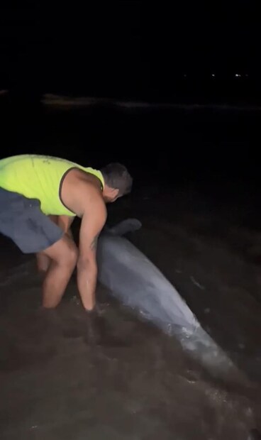 रत्नागिरी बीचवर असाच एक भला मोठा डॉल्फिन मासा दिसला. भरकटून हा मासा किनार्‍यावर आला.