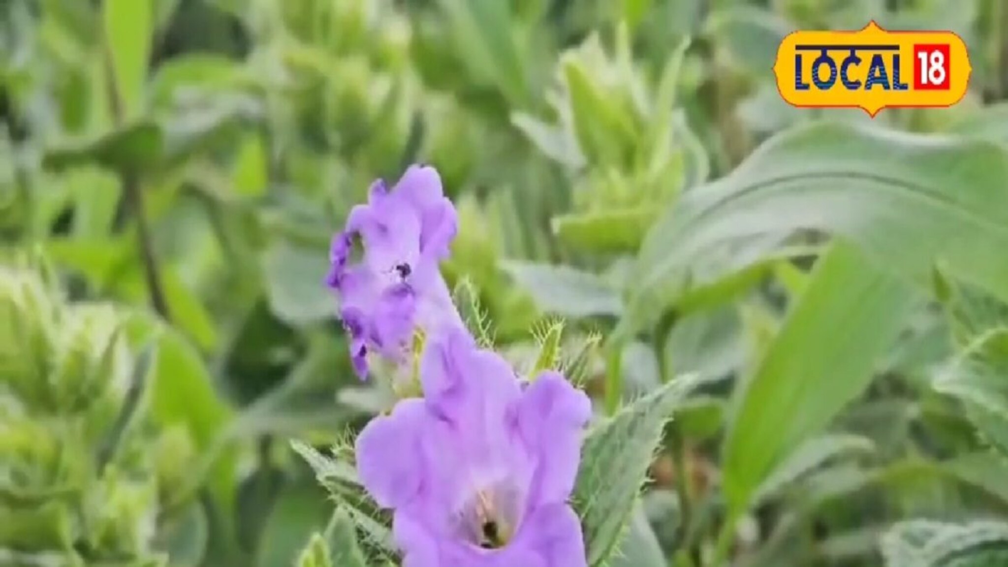 कास पठार फुलतंय...9 वर्षांतून एकदाच उमलणाऱ्या फुलाचं यंदा दर्शन घडणार!