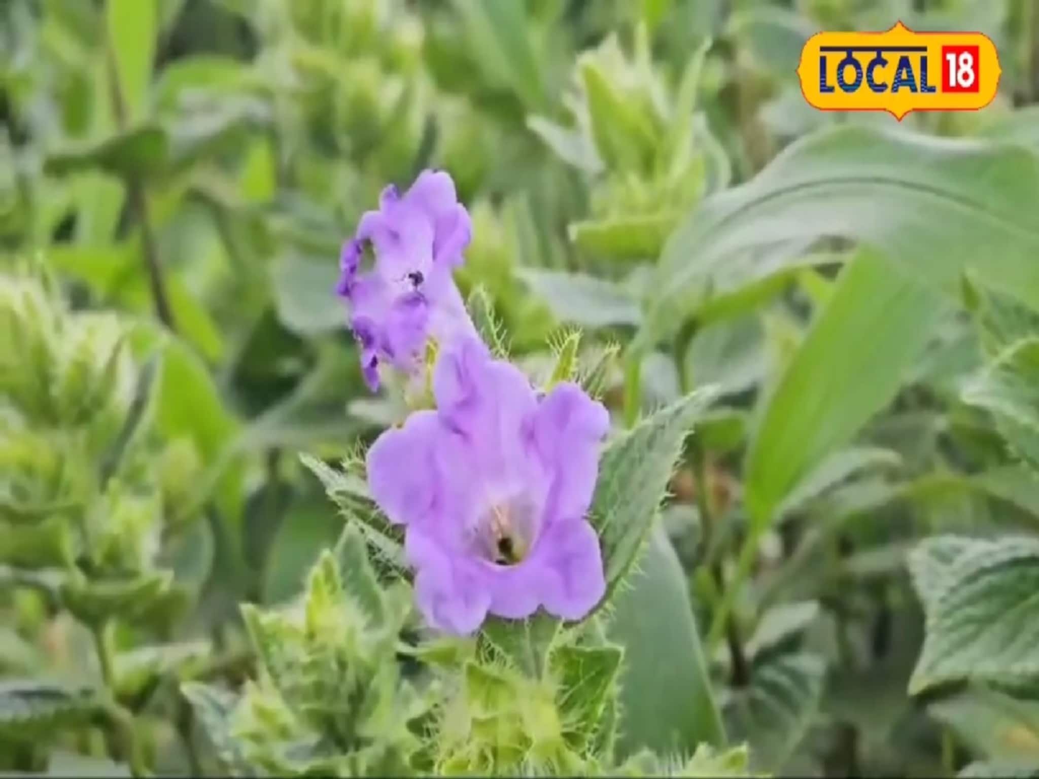 कास पठार फुलतंय...9 वर्षांतून एकदाच उमलणाऱ्या फुलाचं यंदा दर्शन घडणार!