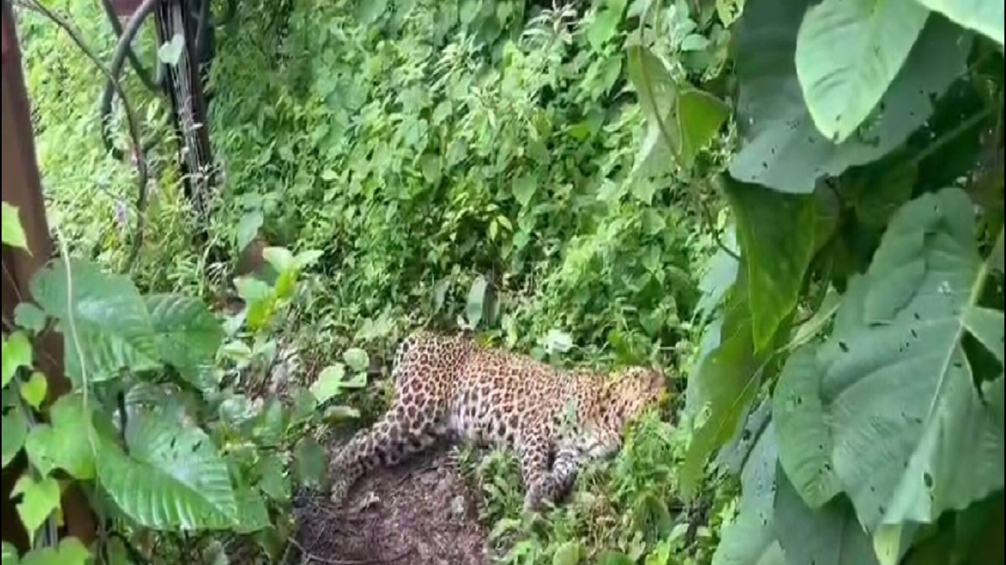 शिकार आणि शिकारी दोघांचाही मृत्यू; वानर आणि बिबट्याचा गेला जीव, नेमकं काय घडलं?