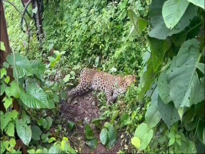 प्राण्यांच्या शिकारीचे कितीतरी व्हिडीओ तुम्ही पाहिले असतील. साताऱ्यातील अशीच एक शिकारीची घटना समोर आली आहे. एक बिबट्या वानराच्या पिल्लाची शिकार करायला आला. वानराच्या पिल्लासह बिबट्याचाही मृत्यू झाला आहे. प्राण्यांच्या शिकारीचे कितीतरी व्हिडीओ तुम्ही पाहिले असतील. साताऱ्यातील अशीच एक शिकारीची घटना समोर आली आहे. एक बिबट्या वानराच्या पिल्लाची शिकार करायला आला. वानराच्या पिल्लासह बिबट्याचाही मृत्यू झाला आहे.