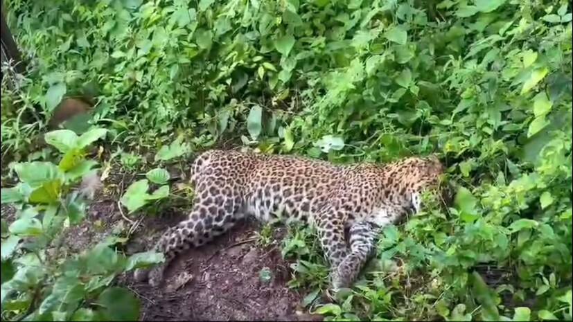 वानरामागोमाग बिबट्याही त्याची शिकार करण्यासाठी म्हणून विजेच्या पोलवर गेला. विजेच्या डीपीला स्पर्श झाल्याने त्यालाही शॉक लागला. दोघंही तिथं मृतावस्थेत पडले.