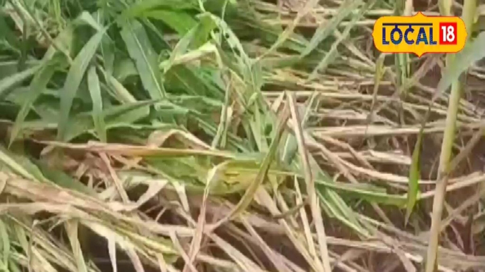 अतिवृष्टीनं पिकांचं नुकसान! आणखी पाऊस होईल, त्याआधीच शेतकऱ्यांनी करावं 1 काम